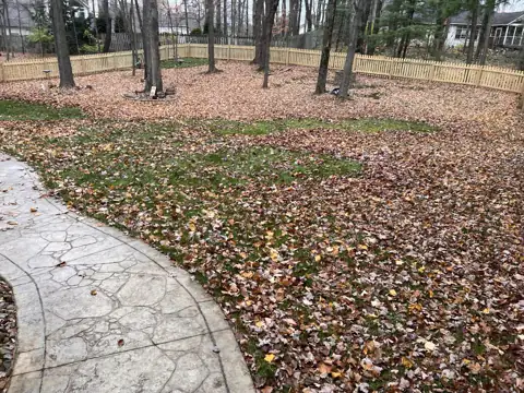 Leaves covering a backyard before cleanup